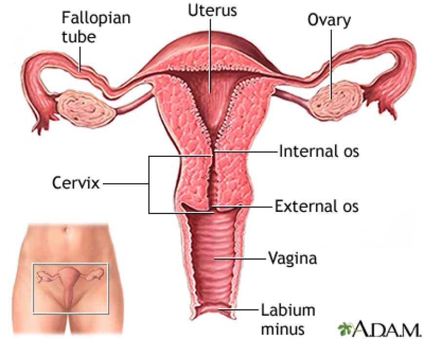 Enlarged ovaries: Everything you need to know!!!